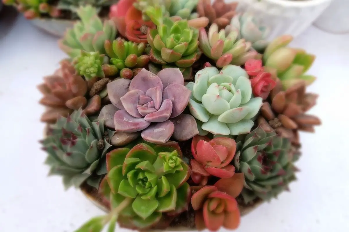 Let There Be Light! How Much Light Your Succulents Need To Grow