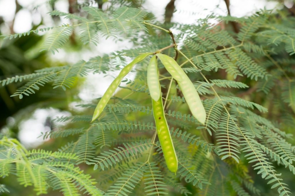 Leucaena (Leucaena Leucocephala) 