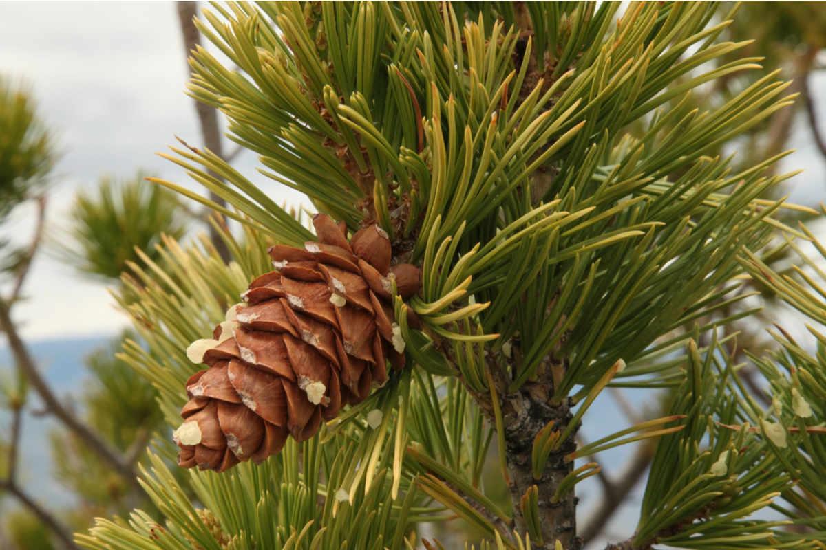 Limber Pine (Pinus Flexilis)
