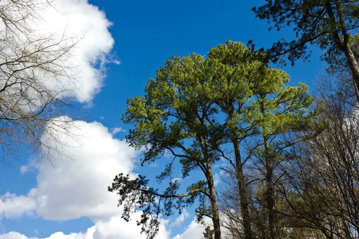 Loblolly Pine – Pinus Taeda
