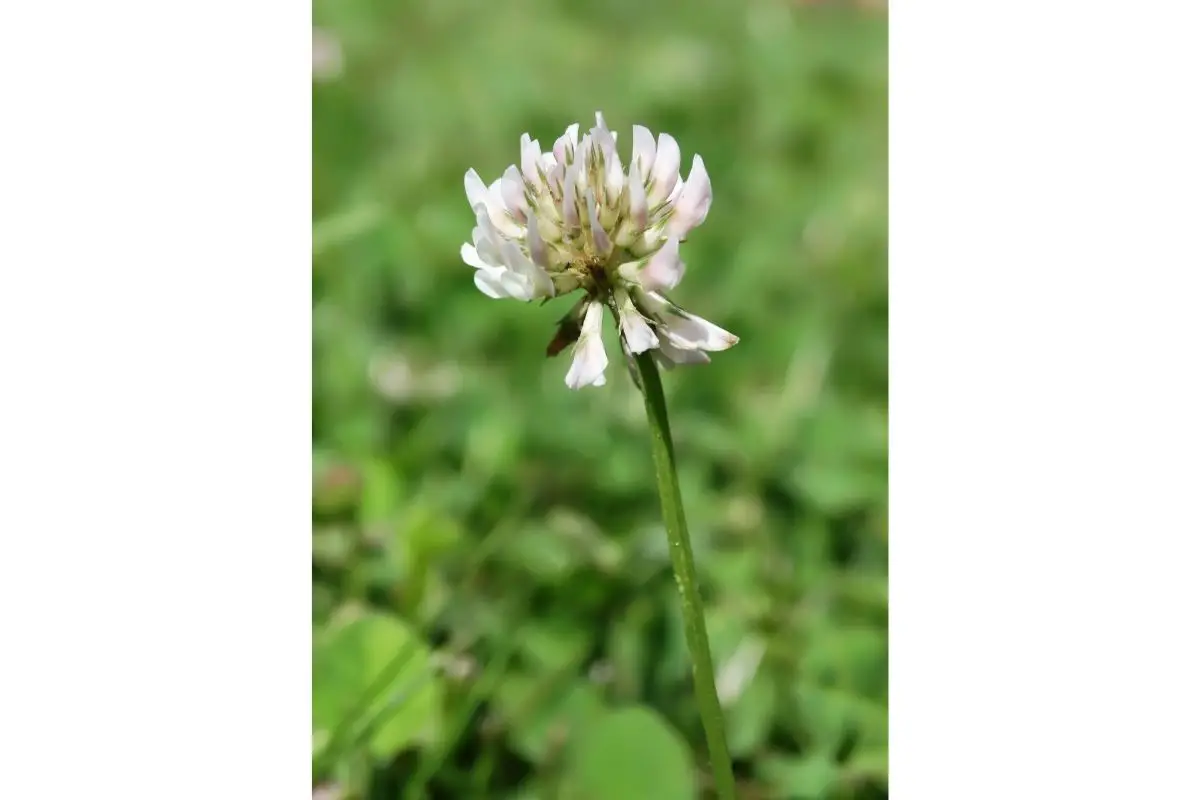 Longstalk Clover (Trifolium longipes)