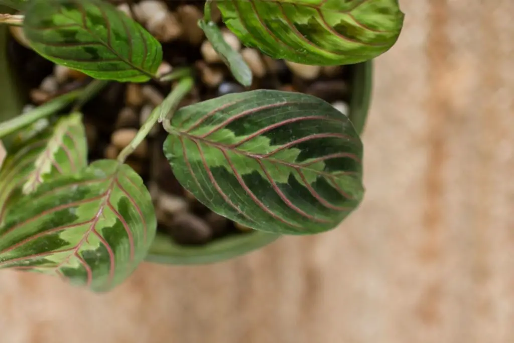 Losing Faith in Your Prayer Plant How to Save Your Curling Leaves