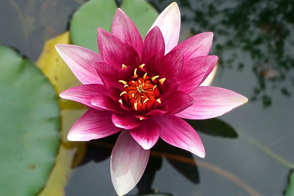 Lotus cambodian flowers