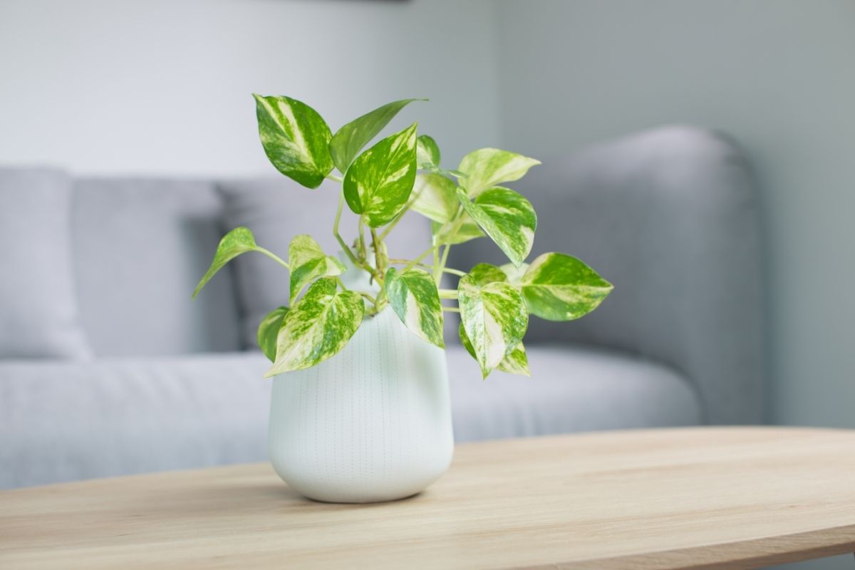 Maintaining Your Pothos Propagation