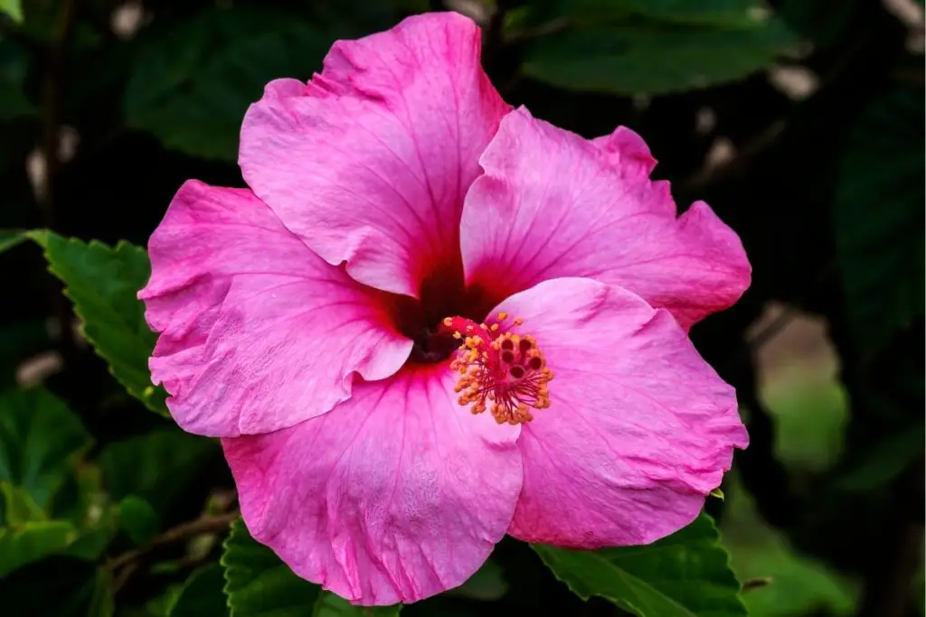 Making a Fuss: The Ultimate Guide to Hibiscus