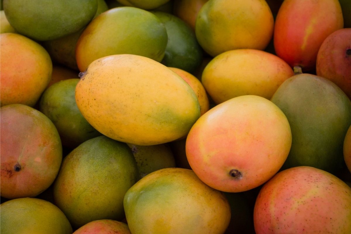 Mangoe fruits with stones