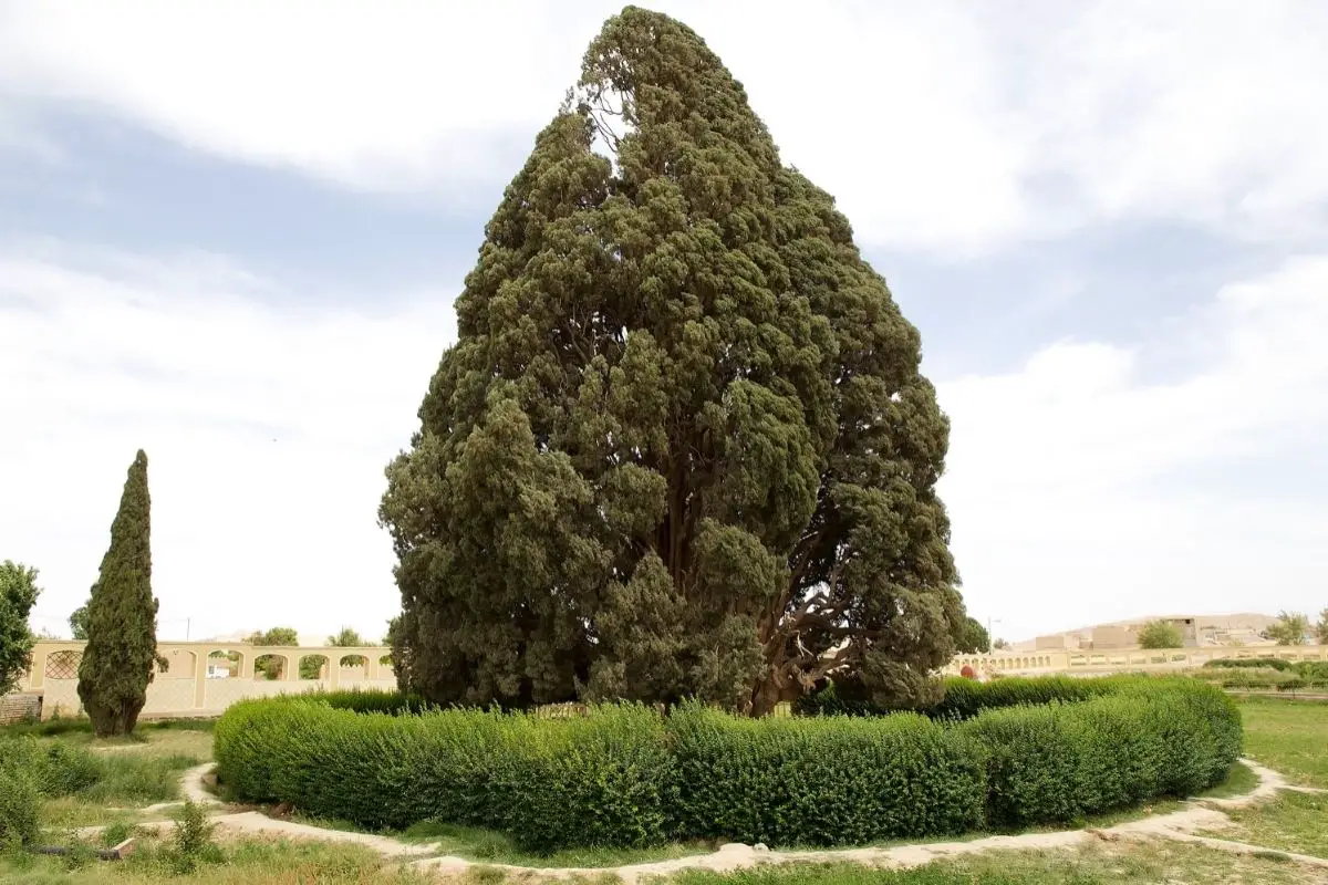 Mediterranean Cypress (Cupressus Sempervirens)