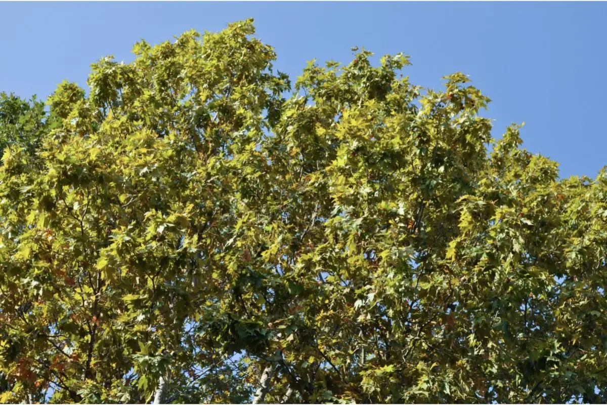 Mexican Sycamore – Platanus Mexican Trees