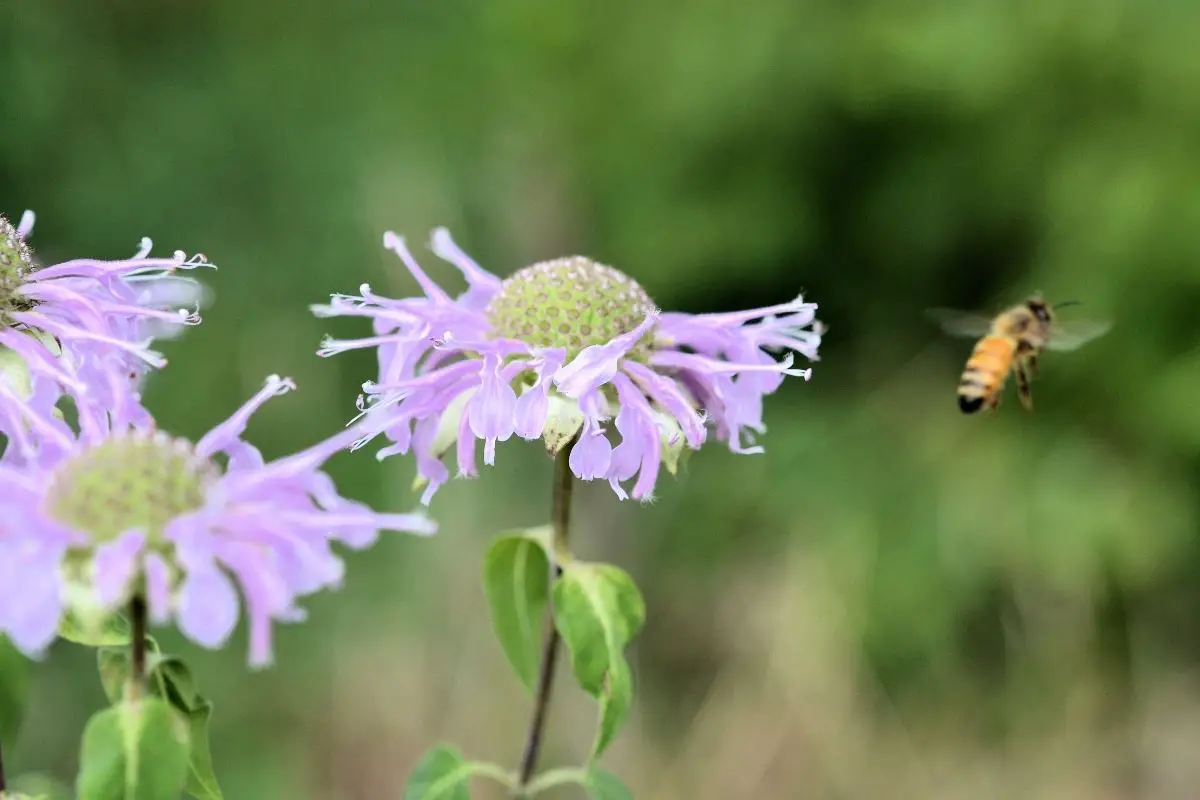 Monarda 'Balmy Purple' Bee Balm