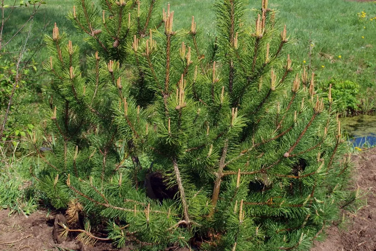 Mugo pine (Pinus mugo)