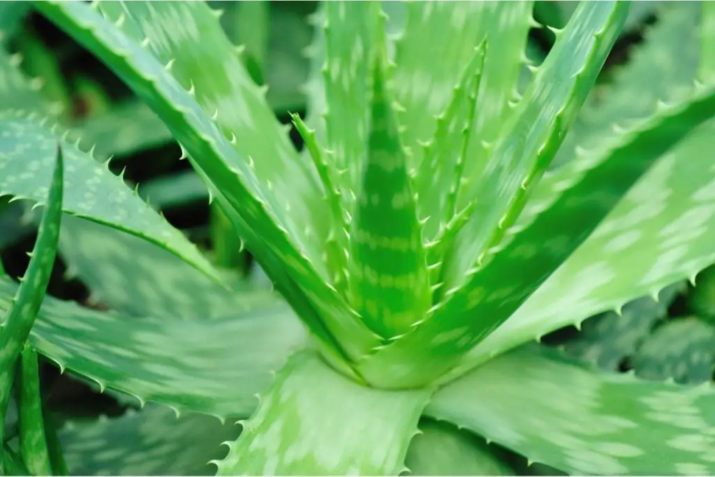 Mushy, Brown Stalks How to Save Your Aloe Plant