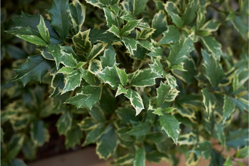Myrtifolia Aurea Maculata (Ilex aquifolium)