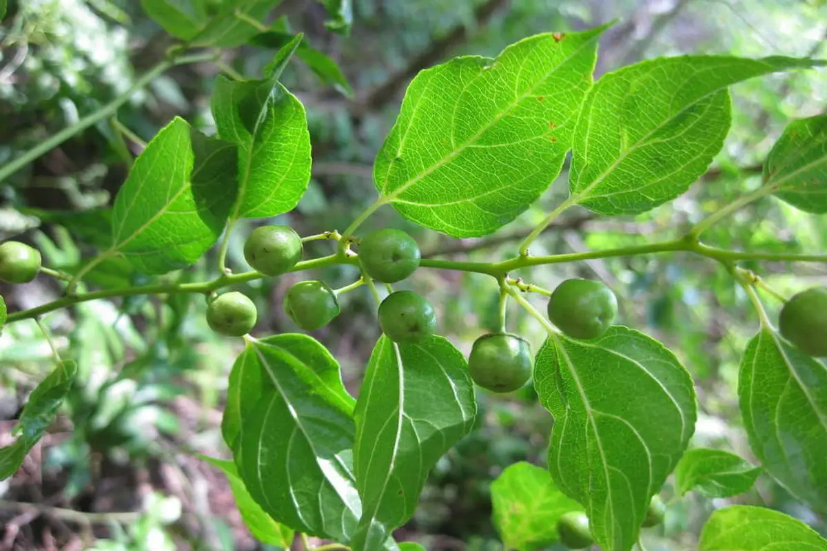Nakedwood Tree – Colubrina Yucatanensis
