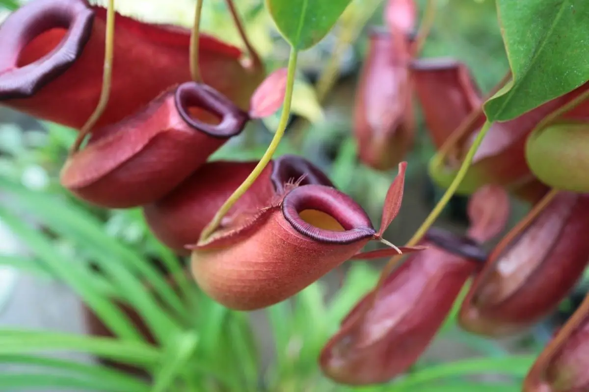 Nepenthes cambodian flowers