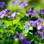 No Shrinking Violets: 18 Different Types Of Violet Plants