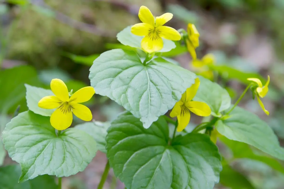 Smooth Yellow Violet