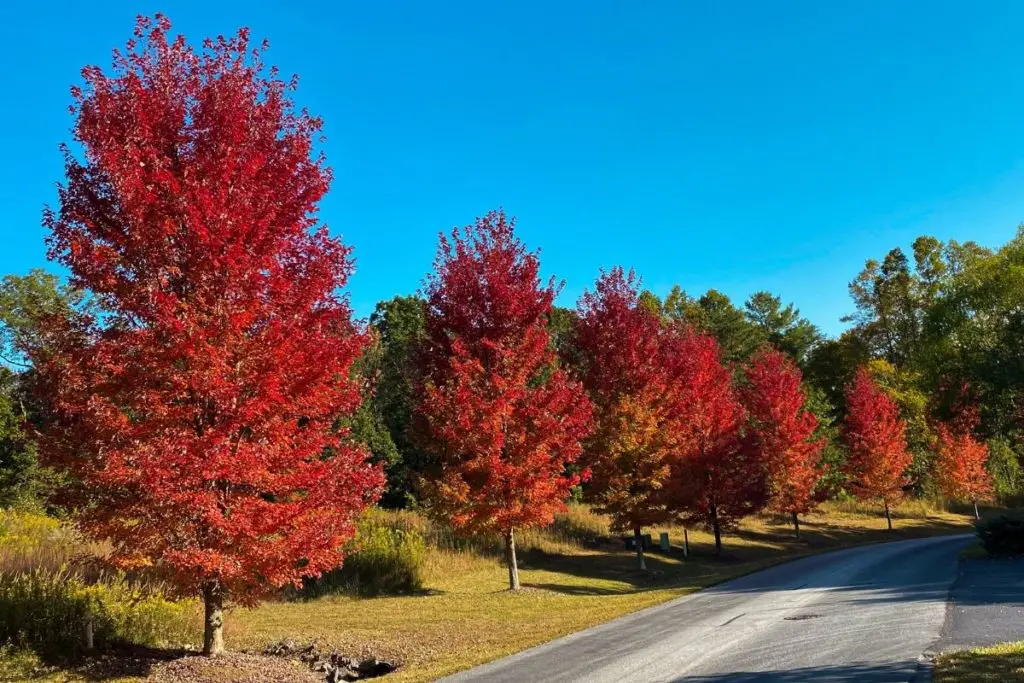 Not Strawberry Blonde: The Ultimate Guide to Auburn Trees