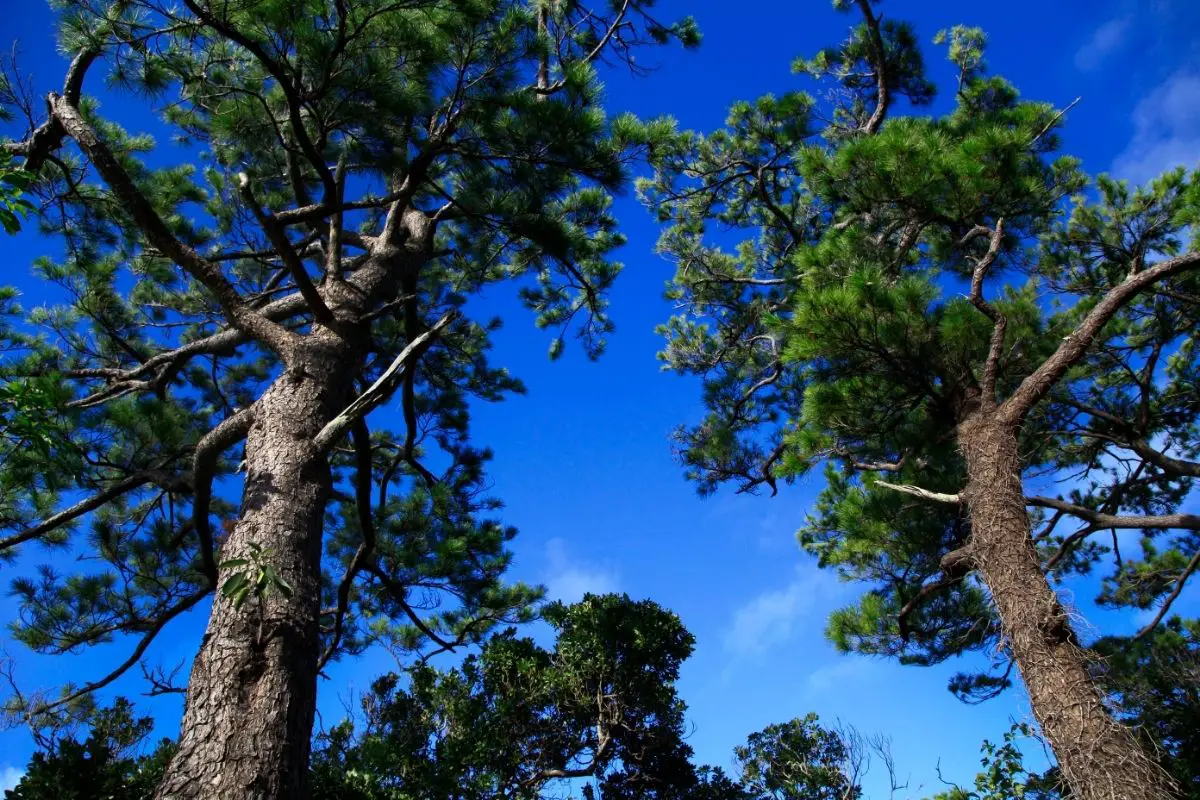 Okinawa Pine