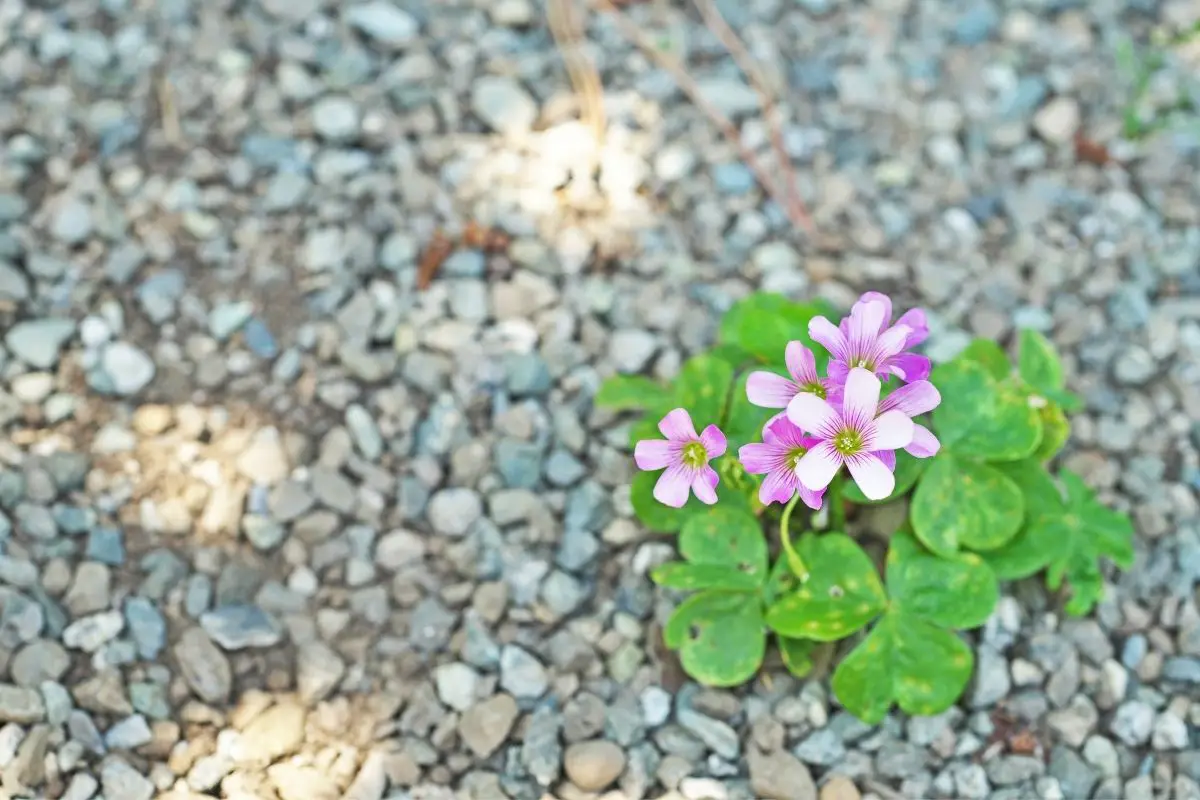 Overtly Extraordinary: The Ultimate Guide To Oxalis Plants
