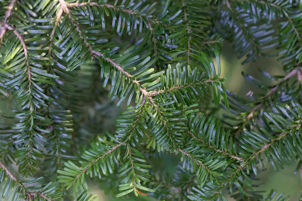Canadian Trees-Pacific Silver Fir (Abies Amabilis)