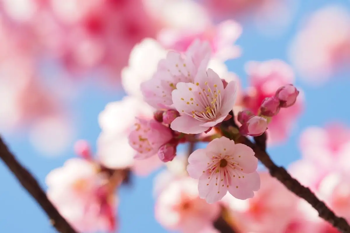 Palawan Cherry Blossom