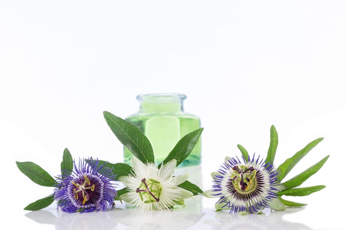 Passion For Fashion: The Ultimate Guide To Passion Flowers
