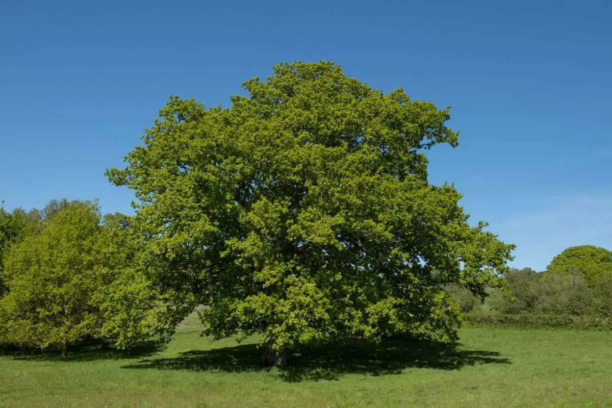 Pedunculate oak (Quercus robur)