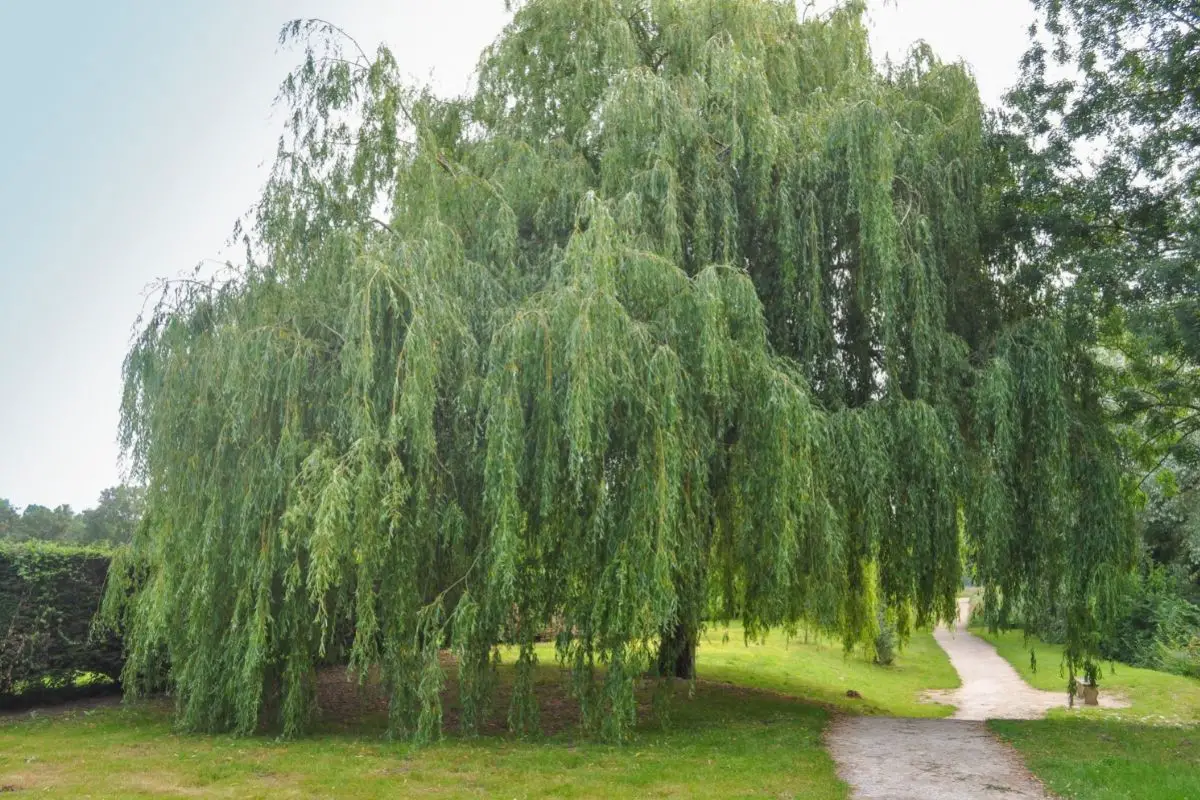 Peking Willows (Salix Babylonica) 