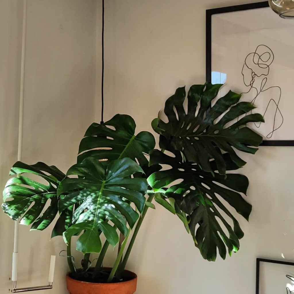 Philodendron - east facing windows plants