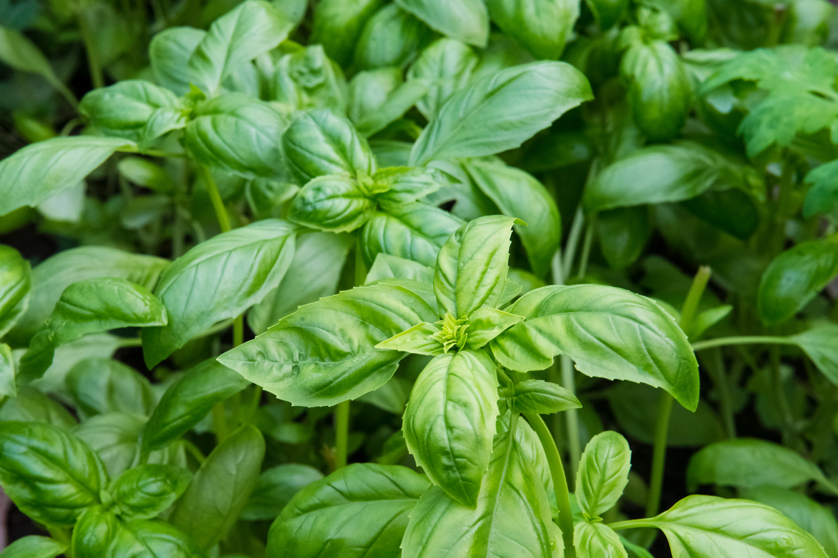 Planting Propagated Basil In Your Garden