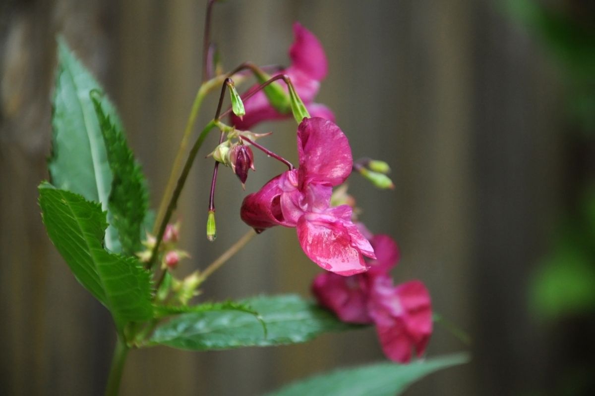 Please Be Patient: The Ultimate Guide To Impatiens
