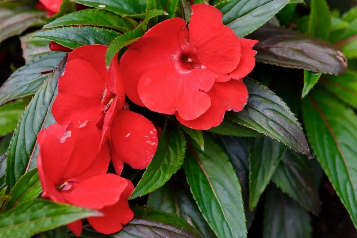 Please Be Patient: The Ultimate Guide To Impatiens
