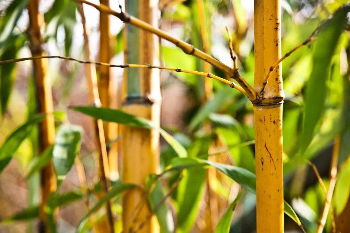 Propagating Bamboo Using Root Cuttings 