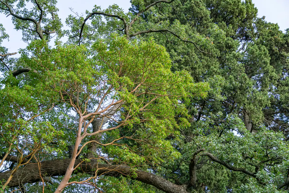 Pubescent Oak (Quercus pubescens)