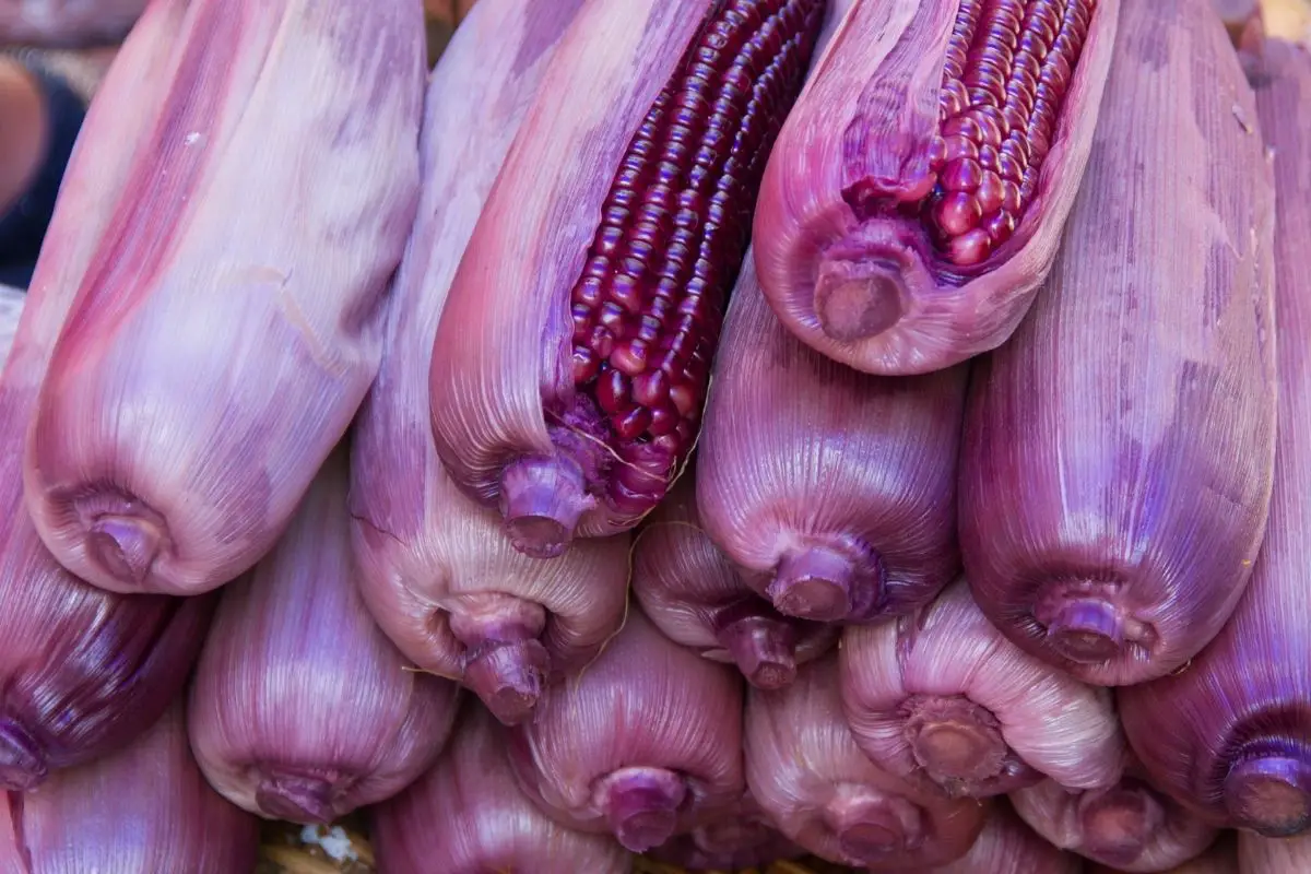 Purple Corn (pasilla)