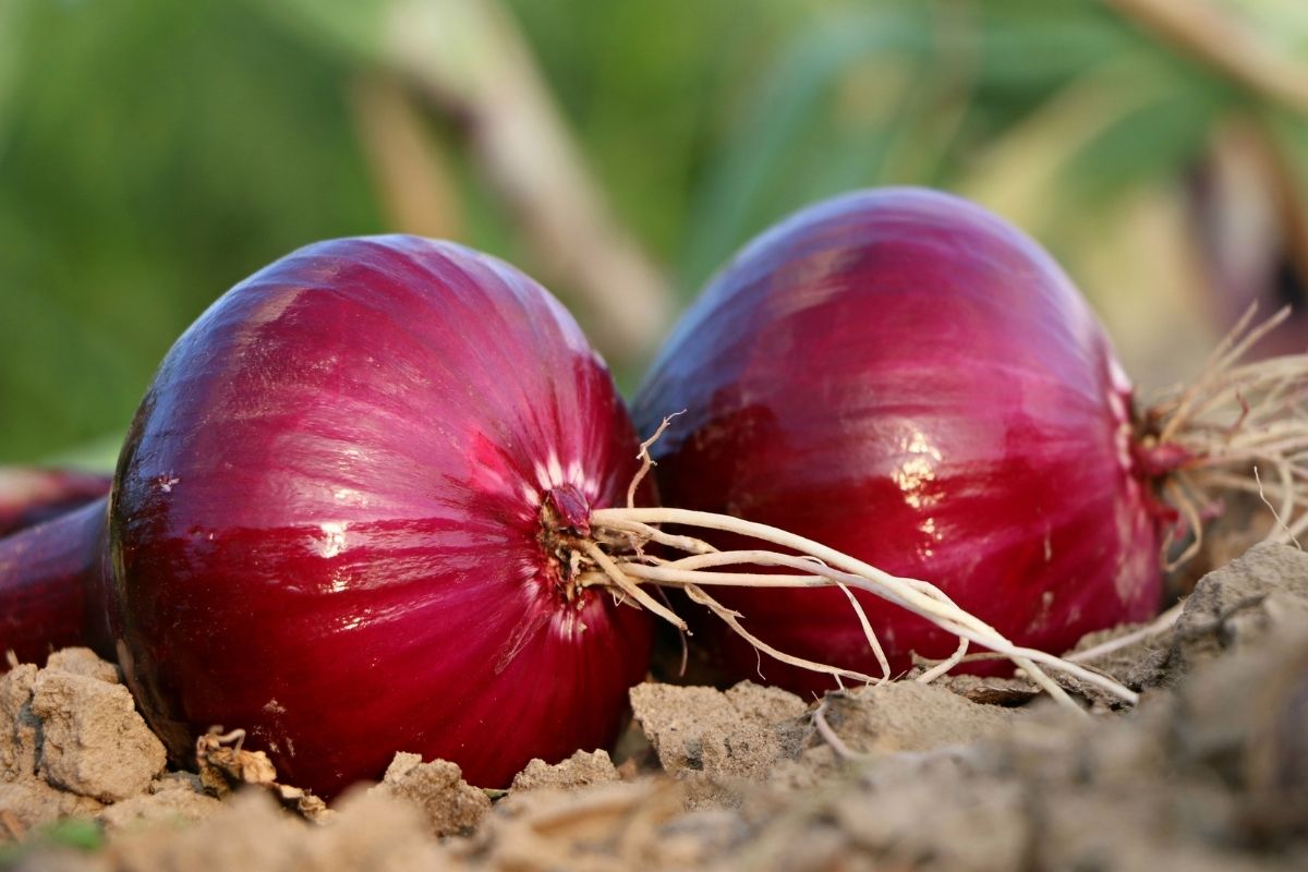 Red Onions 