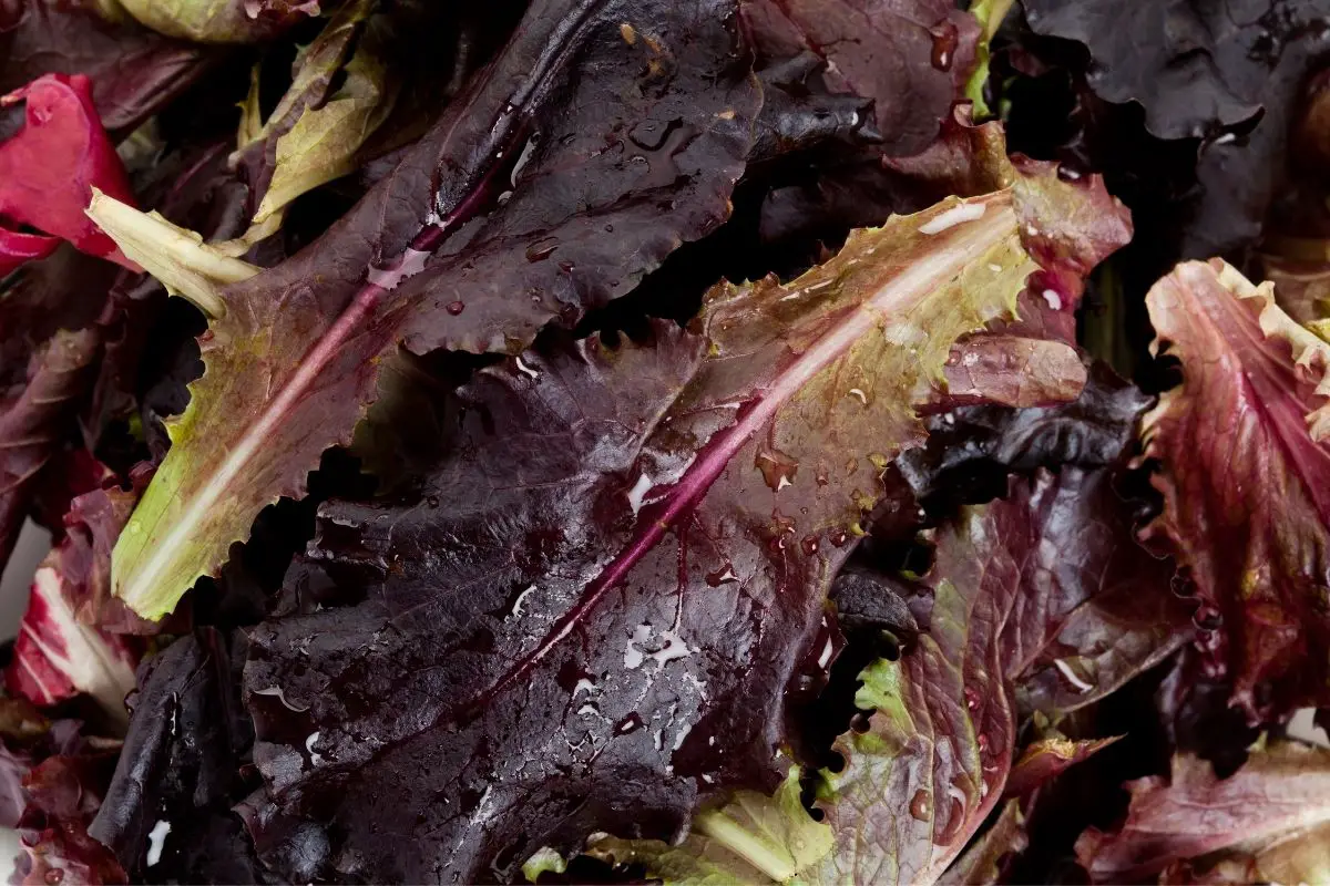 Red As A Beetroot: The Ultimate Guide To Red Colored Veggies