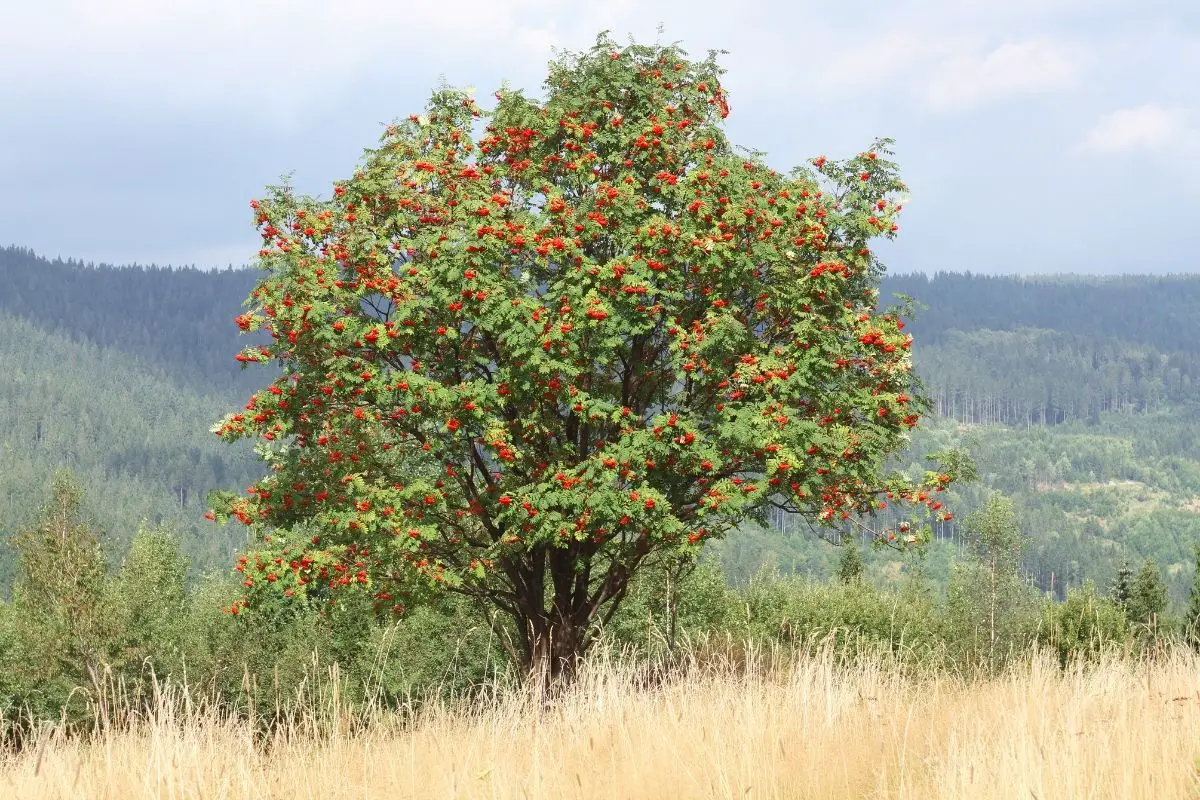 Природа Прекрасна! The Ultimate Guide To Russian Trees