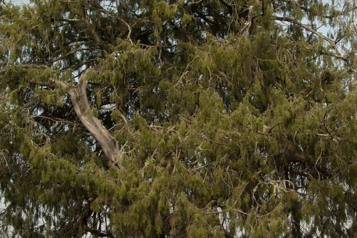 Juniper (Juniperus Cedrus)