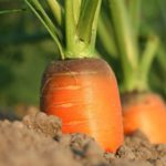 C Is For Carrot: Captivating Veggies That Start With 'C'