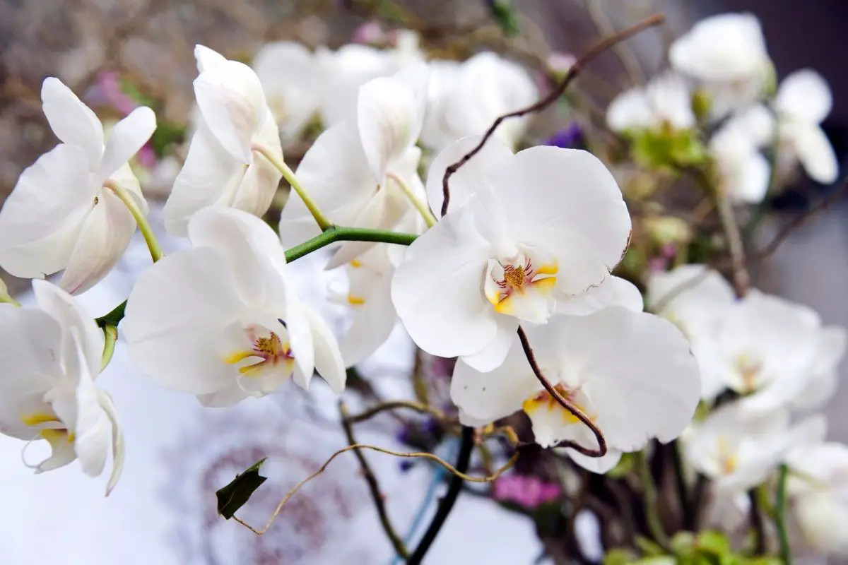 The White Orchid 