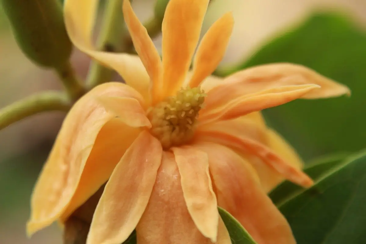 Genus: Magnolia Champaca