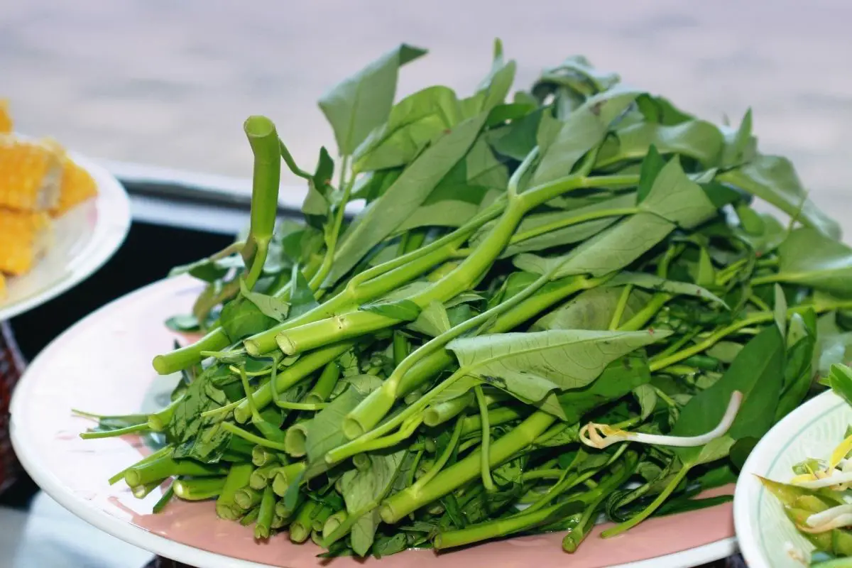 Kangkong - Water Spinach