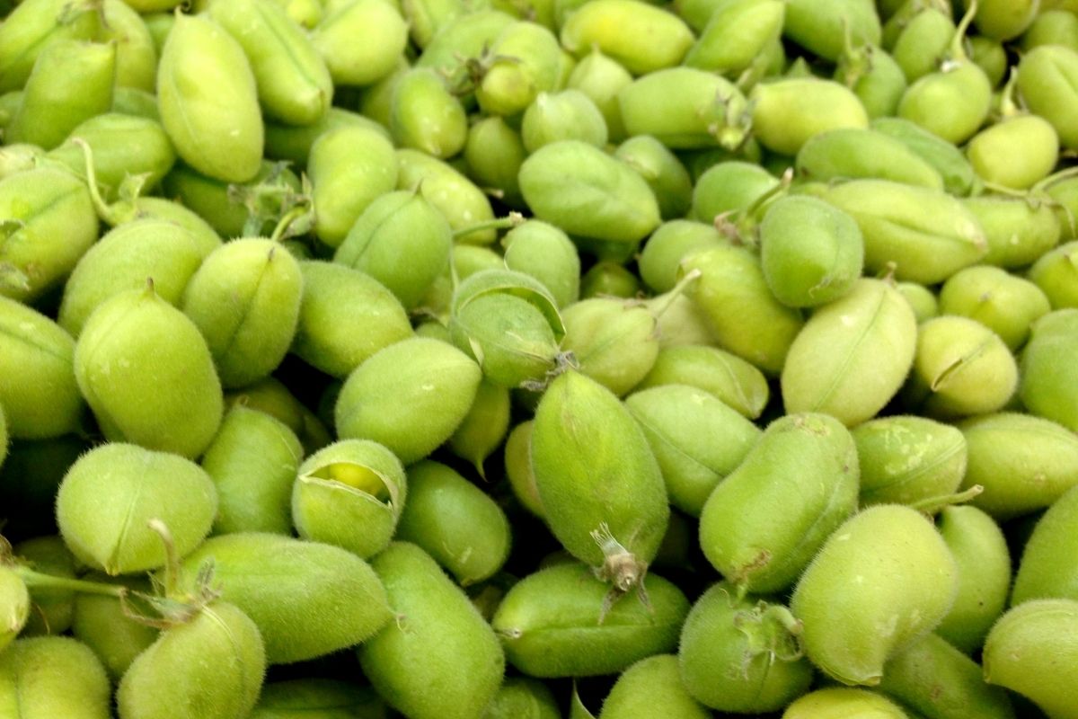 Patali - Lima Beans
