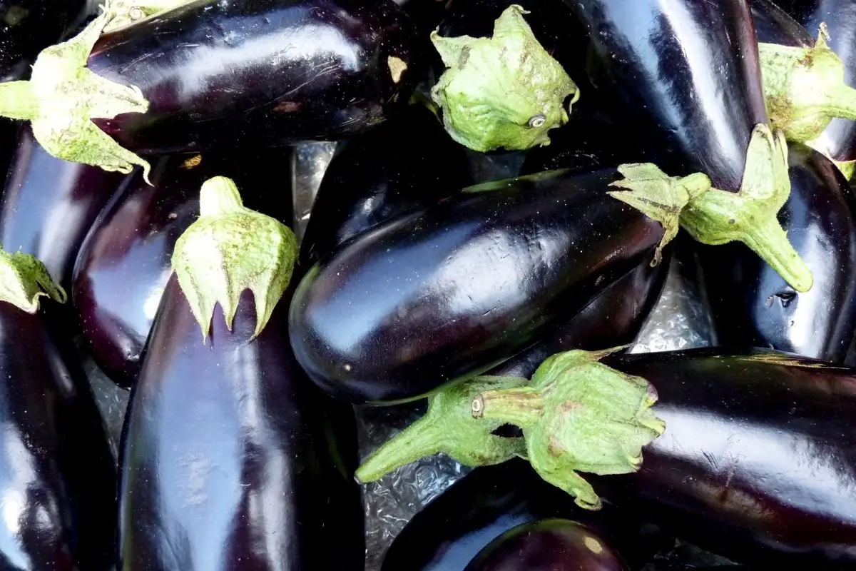 Talong - Eggplant