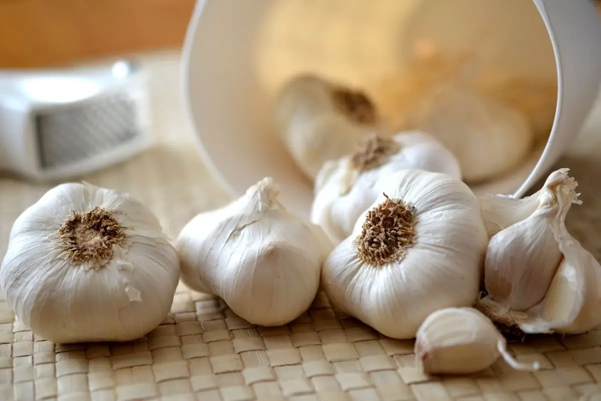 Bawang - Garlic