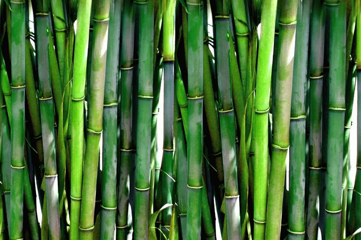 Măng (Bamboo Shoots)