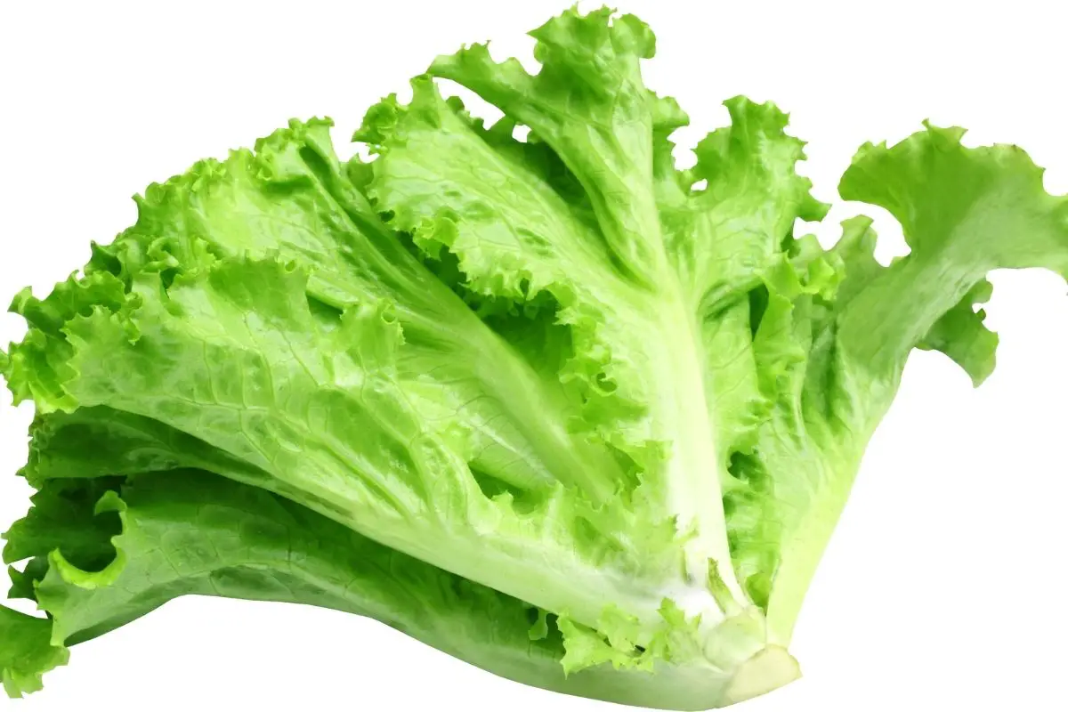 Xà Lách (Lettuce)