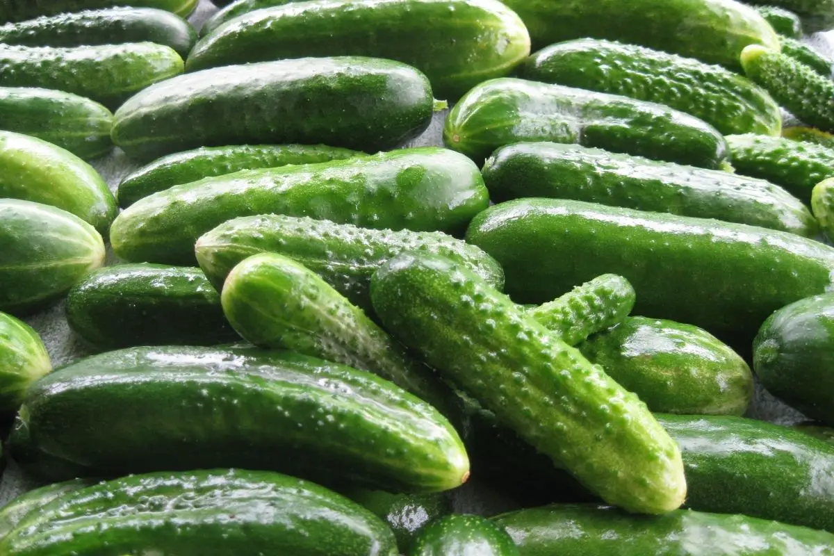 Dua Leo (Cucumber)