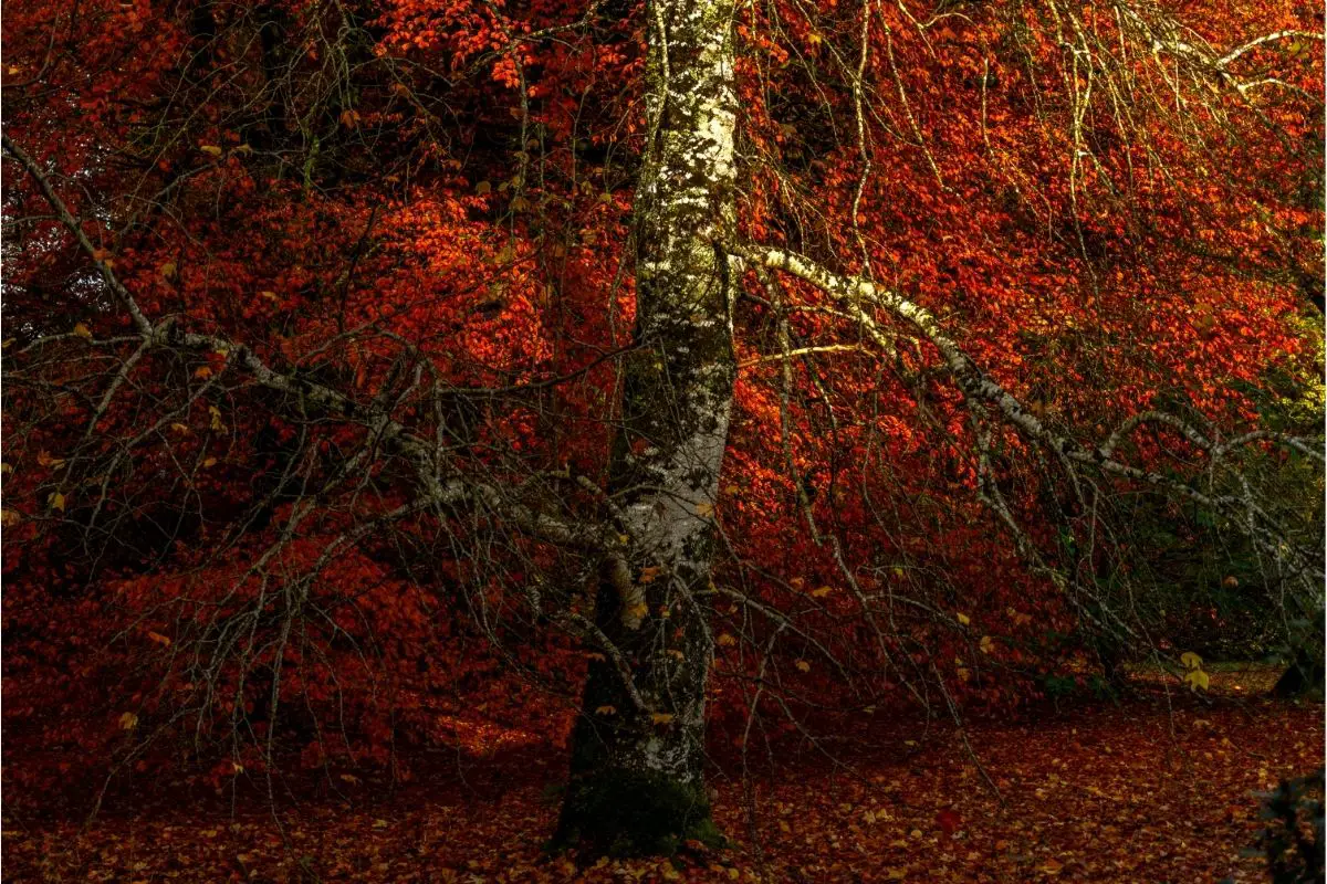 Red Birch Tree